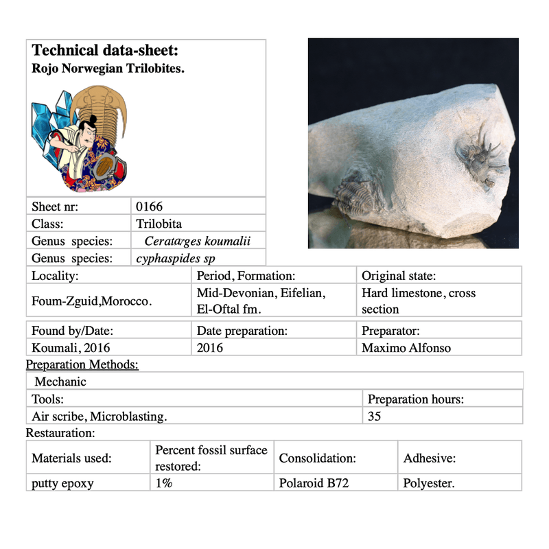 Ceratarges and Cyphaspis combo - Morocco.