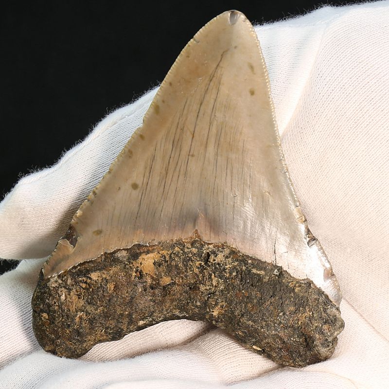 Authentic Megalodon Fossil Tooth