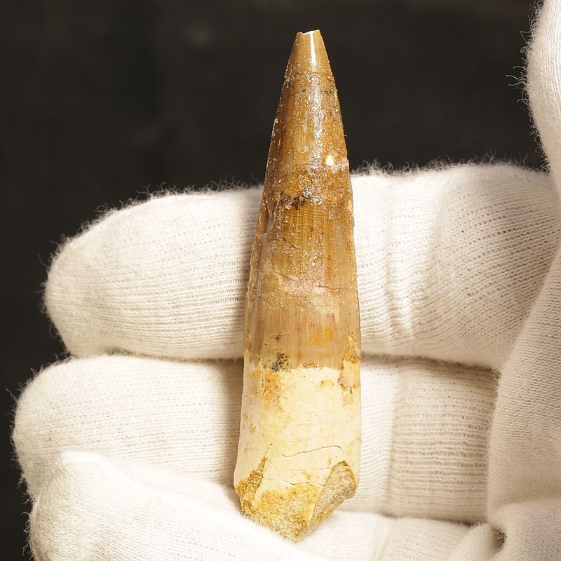 Dinosaur Teeth Spinosaurus Sp.