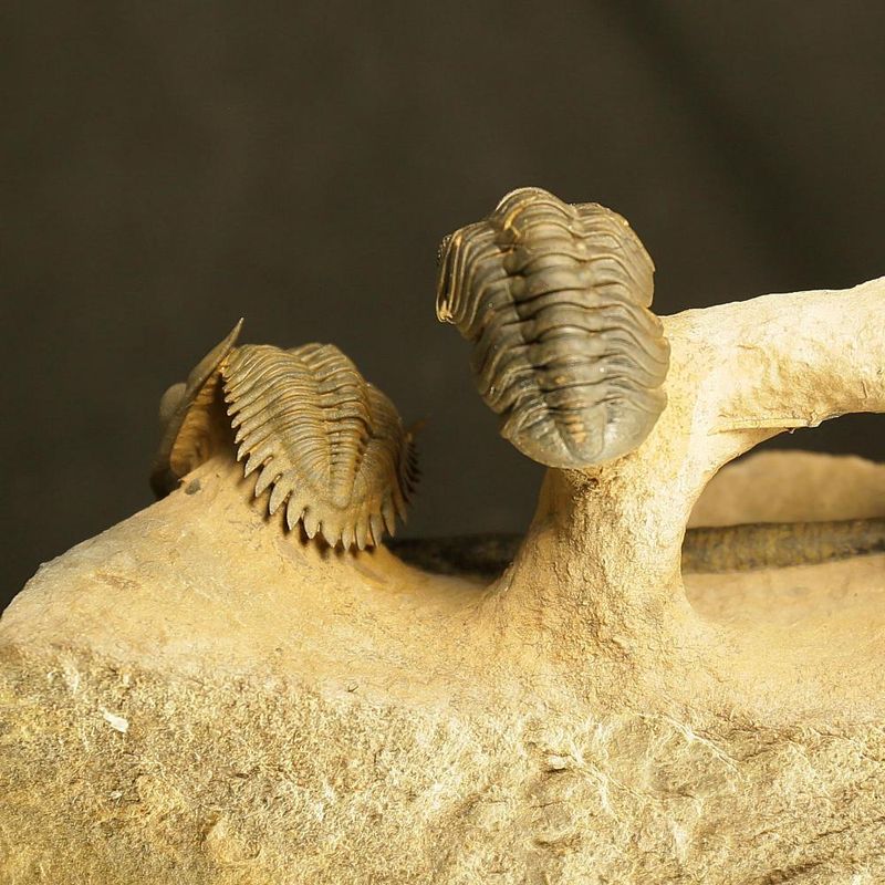 Rare Devonian Fossil Association Plate – Reedops, Metacanthina & Orthoceratid Cephalopod