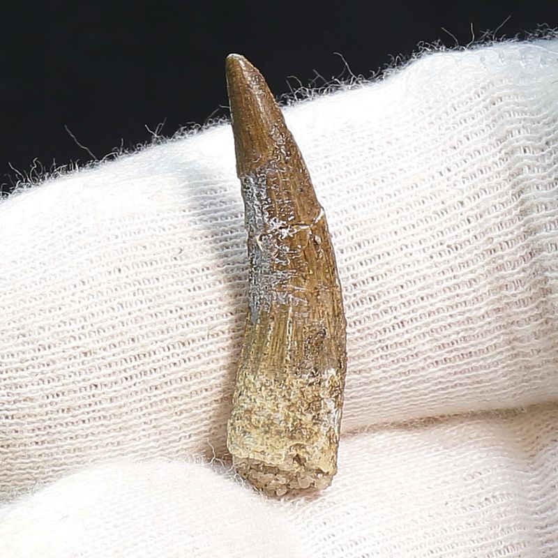 Suchomimus Tooth 