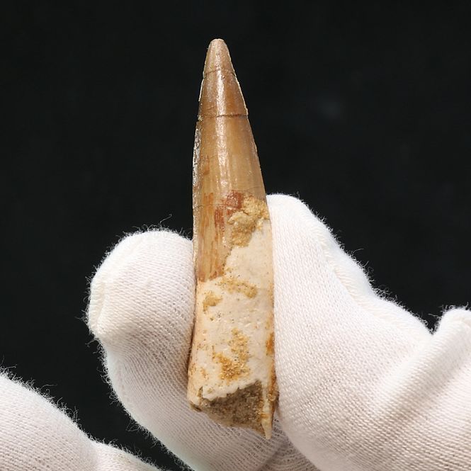 Main Image Dinosaur Teeth Spinosaurus Sp.