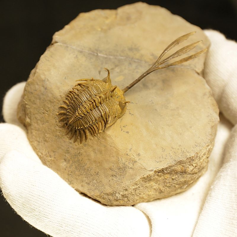 Walliserops trifurcatus Trilobite – Spiny Devonian Fossil from Morocco (8 cm)