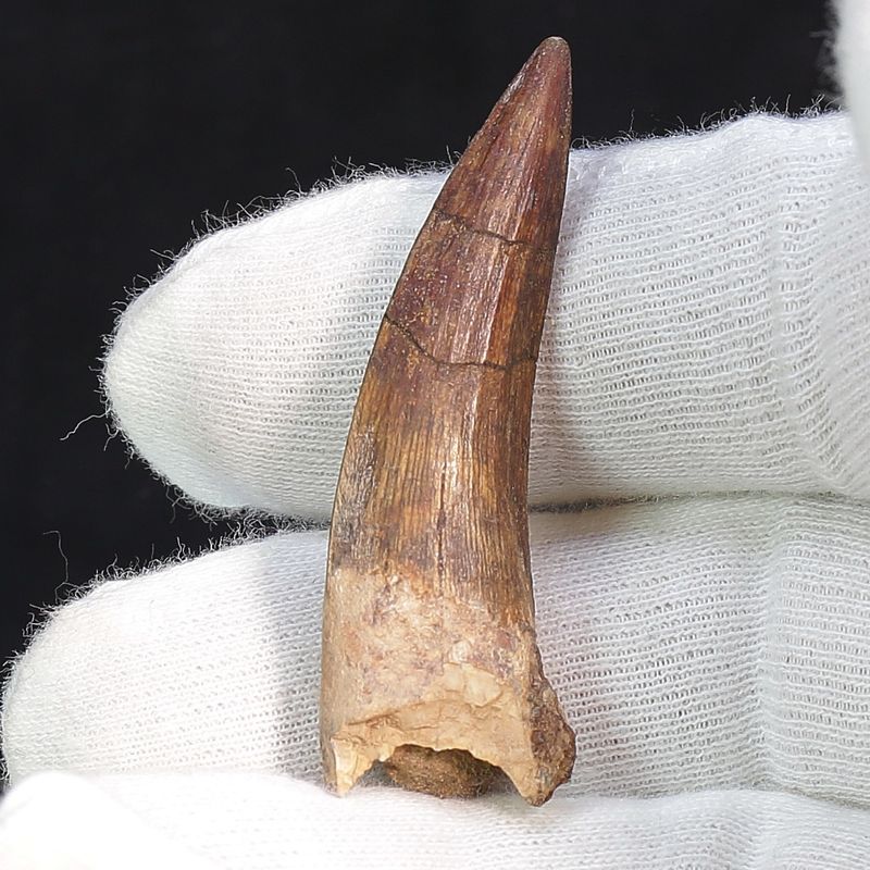 Suchomimus Tooth 