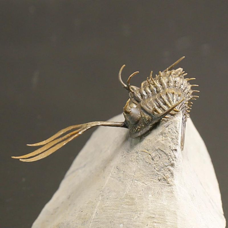 Walliserops trifurcatus Trilobite – Spiny Devonian Fossil from Morocco (8 cm)