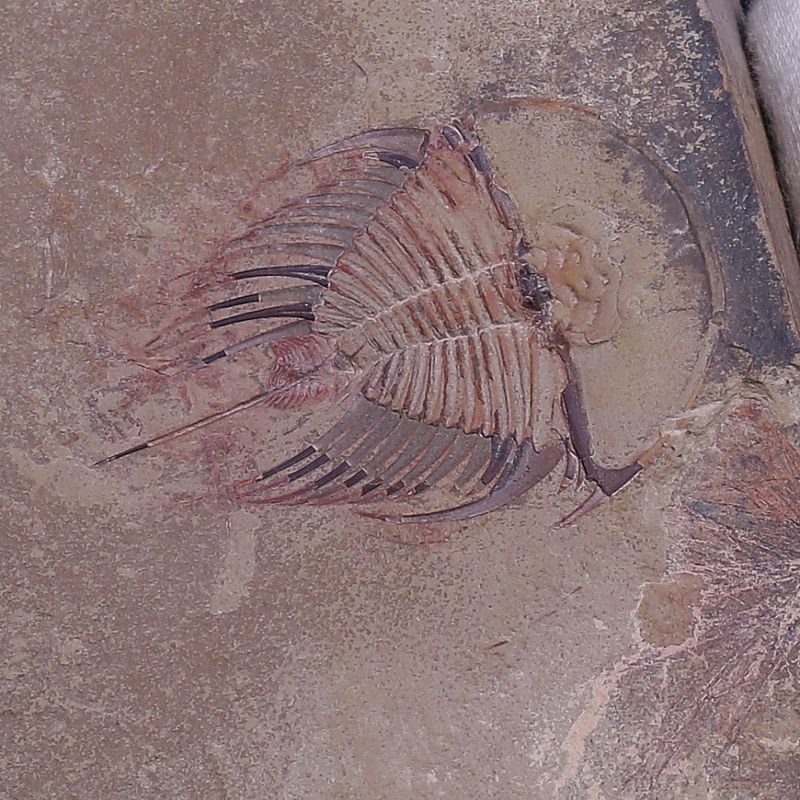 Olenellus fowleri Trilobite – Lower Cambrian, Nevada, (Ex. Ricardo Levi-Setti Collection)