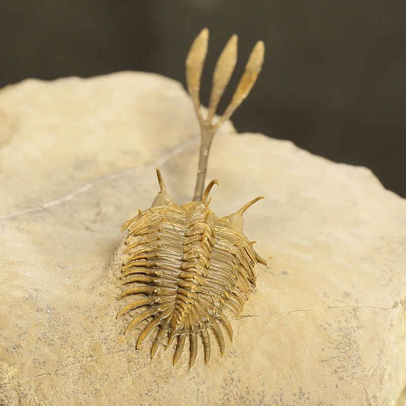 Walliserops trifurcatus Trilobite – Spiny Devonian Fossil from Morocco (8 cm)