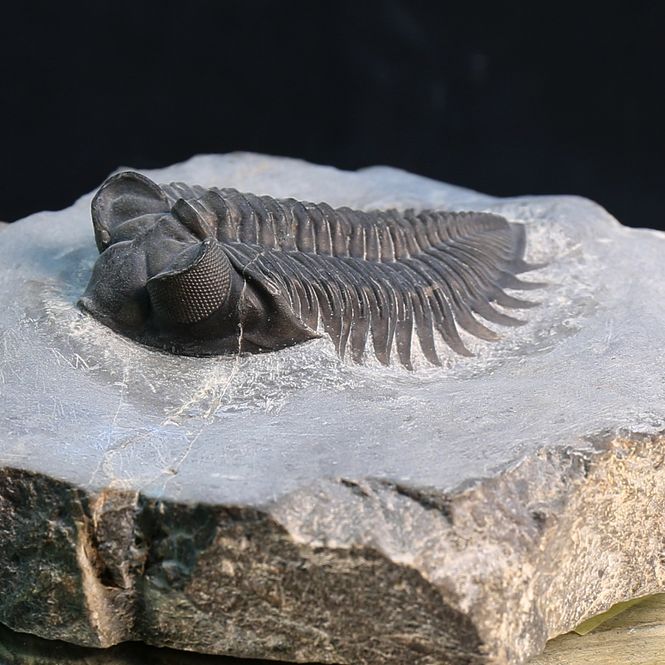 Main Image Sold, Trilobite Coltraneia from Morocco.