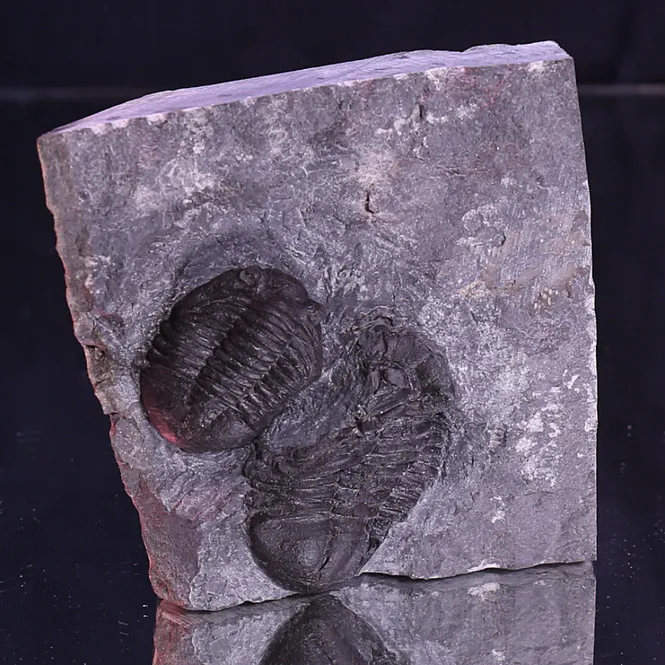 Main Image Norwegian Trilobite Asaphus