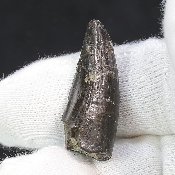 Main Image Ceratosaurs sp. Tooth