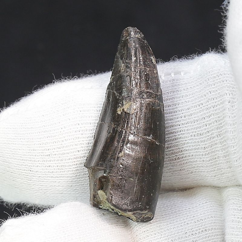Ceratosaurs sp. Tooth