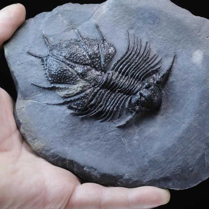 Main Image Sold! Trilobite Acanthopyge haueri from Morocco.
