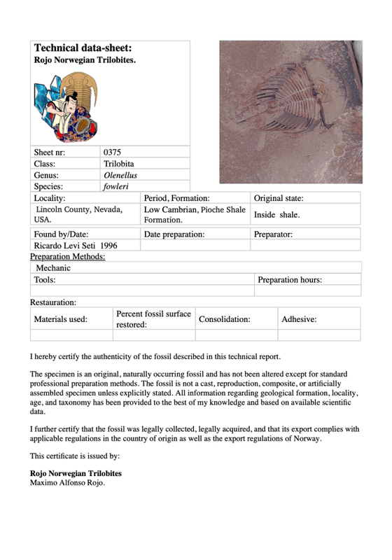 Olenellus fowleri Trilobite – Lower Cambrian, Nevada, (Ex. Ricardo Levi-Setti Collection)