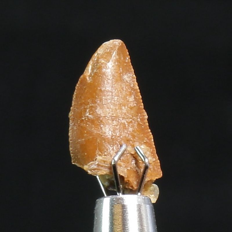 Abelisaurid Dinosaur Tooth 