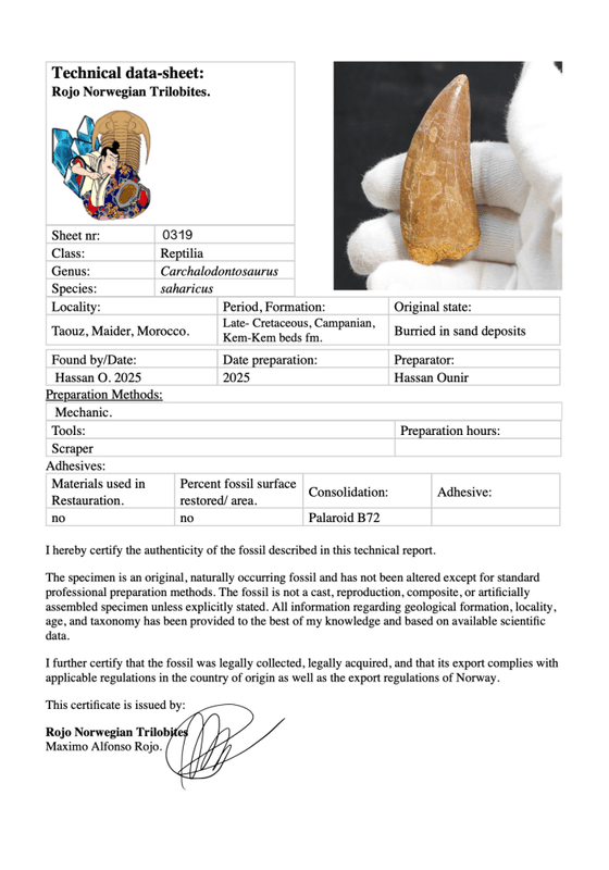 Carcharodontosaurus Tooth (7 cm) – Giant Apex Predator from the Kem Kem Group, Morocco