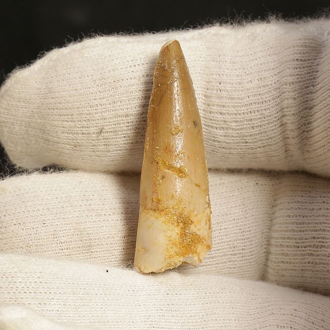 Main Image Dinosaur Teeth Spinosaurus Sp.