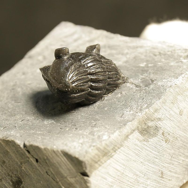 Enrrolled Megistaspis elongata Trilobite
