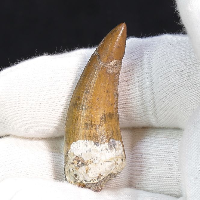 Main Image Suchomimus Tooth 