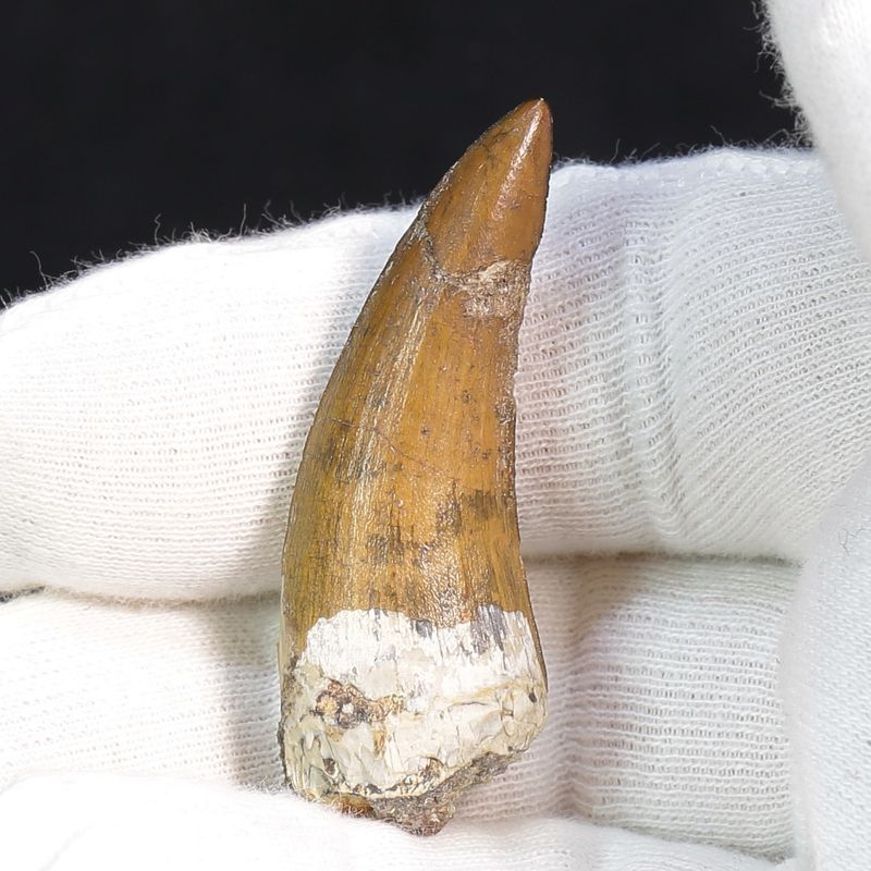 Suchomimus Tooth 