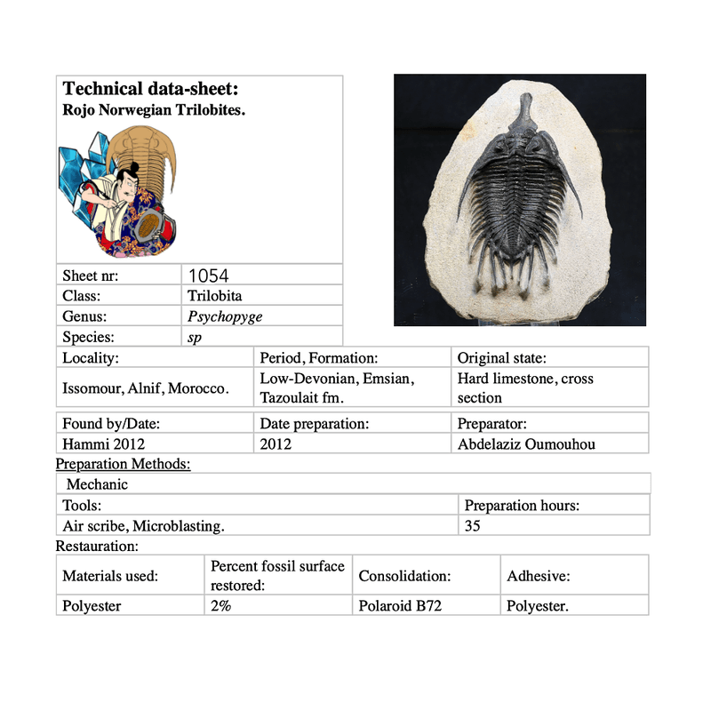 Short snout trilobite Psychopyge sp from Morocco