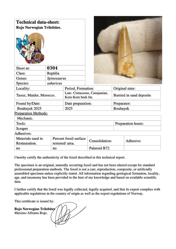 Dinosaur Teeth Spinosaurus Sp.