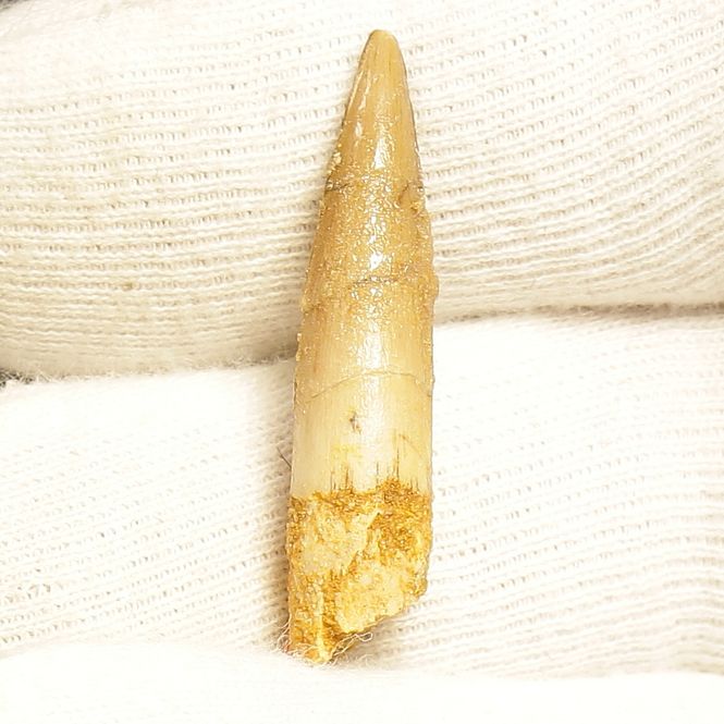 Main Image Dinosaur Teeth Spinosaurus Saharicus. 3 cm