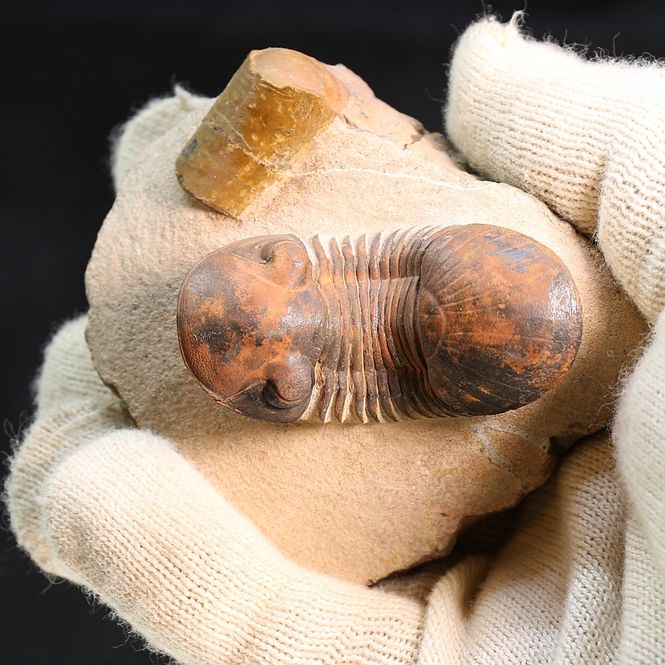 Main Image Trilobite Paralejurus Brogniarti from  Morocco.