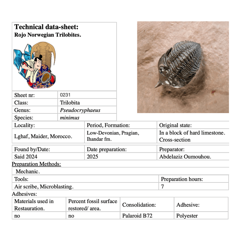 Uncommon trilobite Pseudocriphaeus minimus from Morocco.