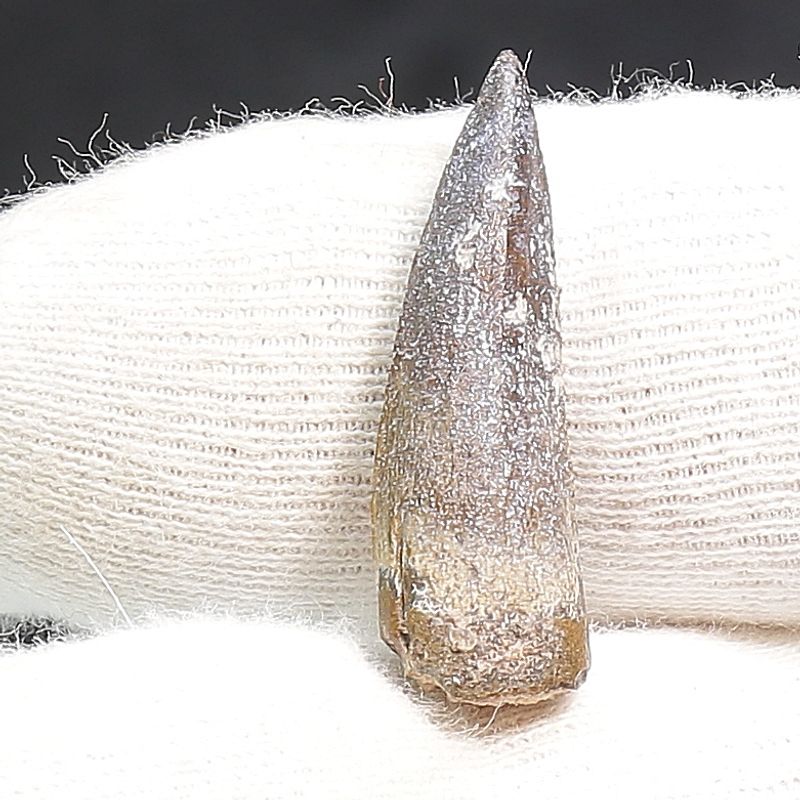 Suchomimus Tooth 