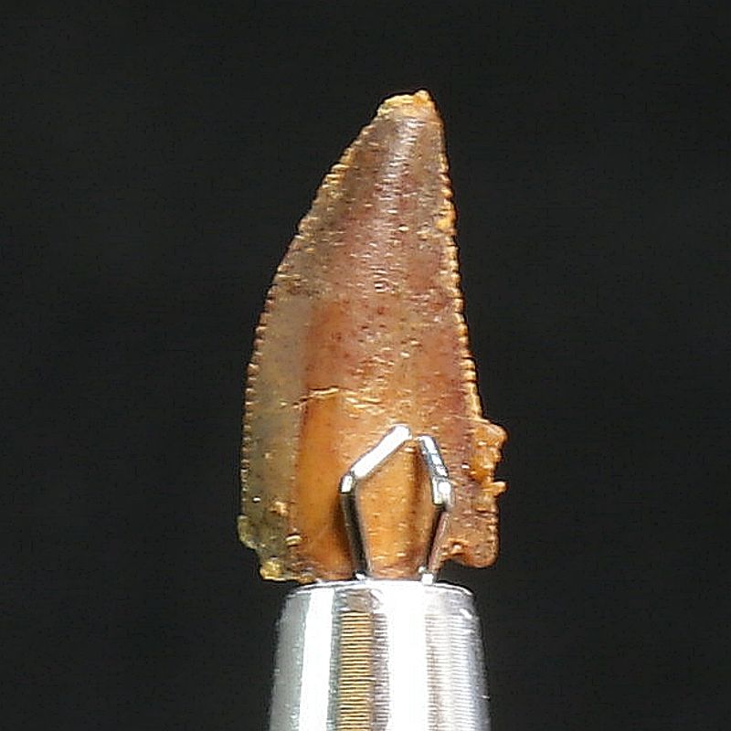 Abelisaurid Dinosaur Tooth 