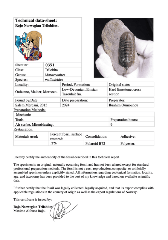 Morocconites Trilobite – “The Rhinoceros of Trilobites” (Morocco)