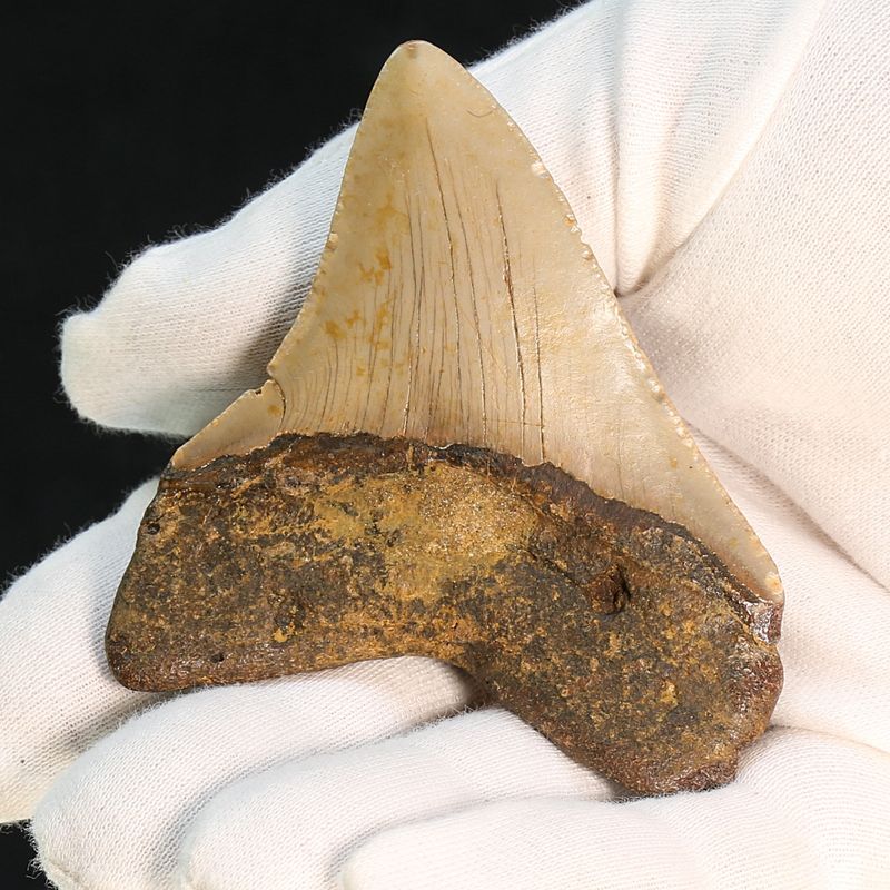 Authentic Megalodon Fossil Tooth