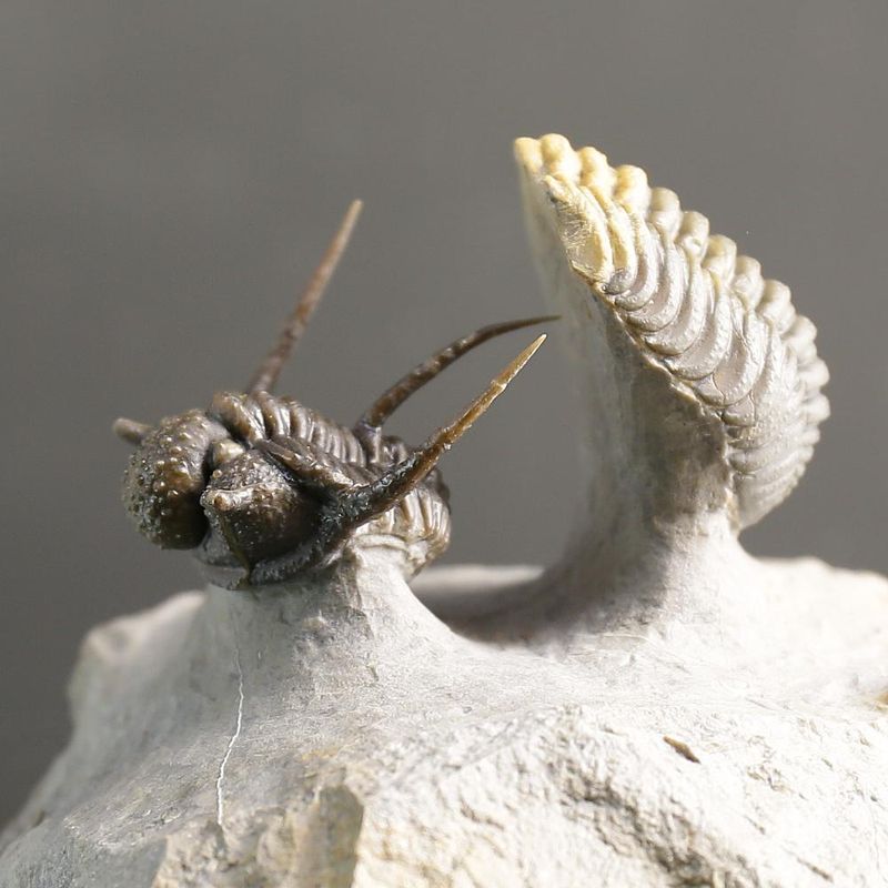 Cyphaspis Trilobite – Tiny Spiny Devonian Masterpiece