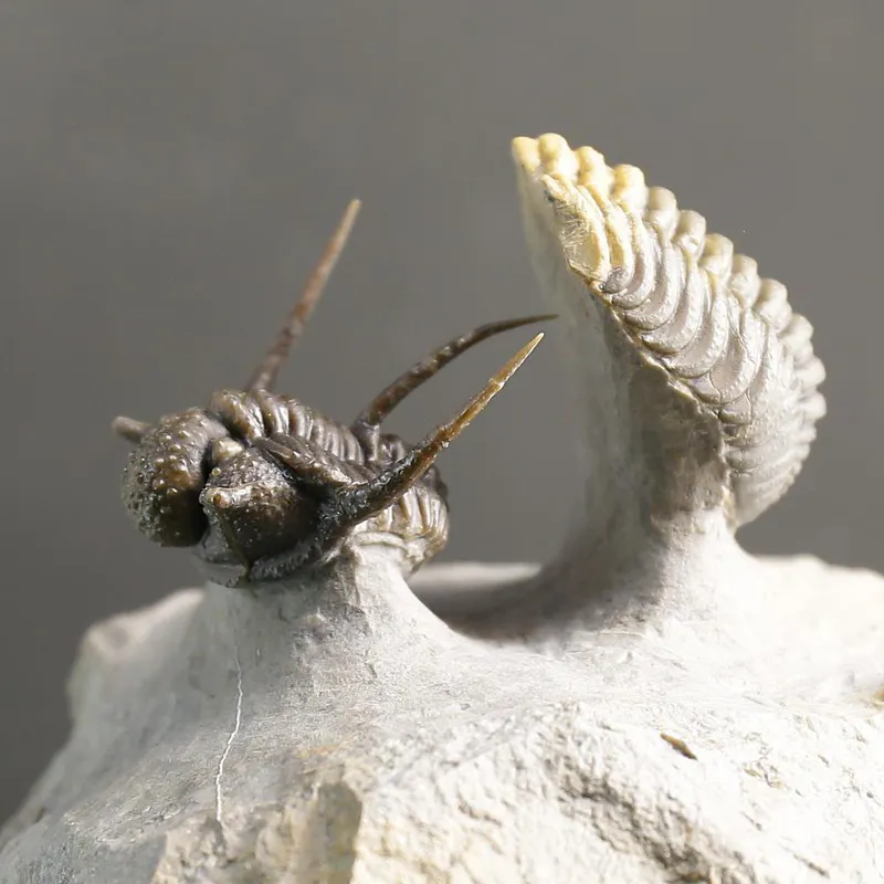 Cyphaspis Trilobite – Tiny Spiny Devonian Masterpiece