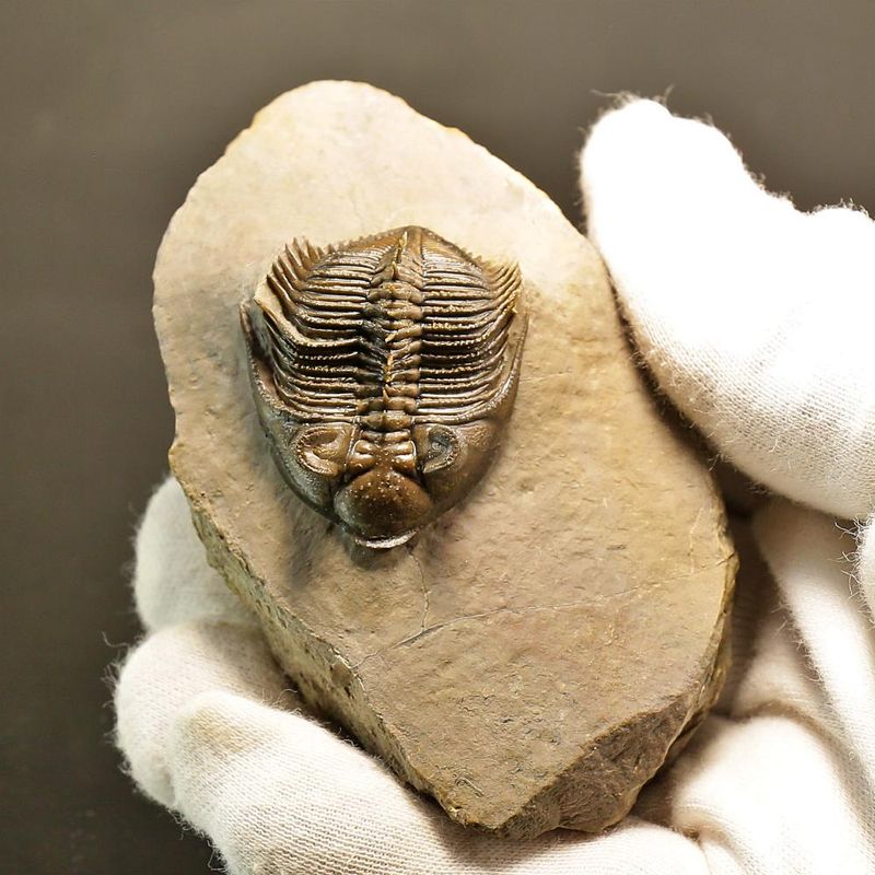  Erbenochile erbeni Trilobite ,Tower Eyed Devonian trilobite  (5 cm)