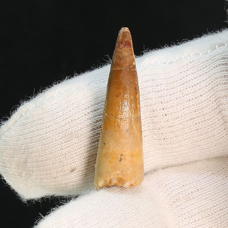 Dinosaur Teeth Spinosaurus Sp.