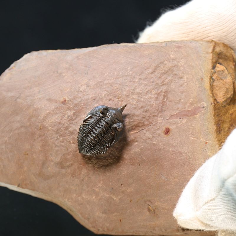 Uncommon trilobite Pseudocriphaeus minimus from Morocco.