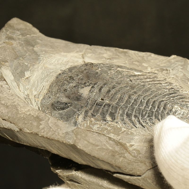  Sold, Holmia sp. Trilobite – Rare Lower Cambrian Norwegian Specimen (5.5 cm)