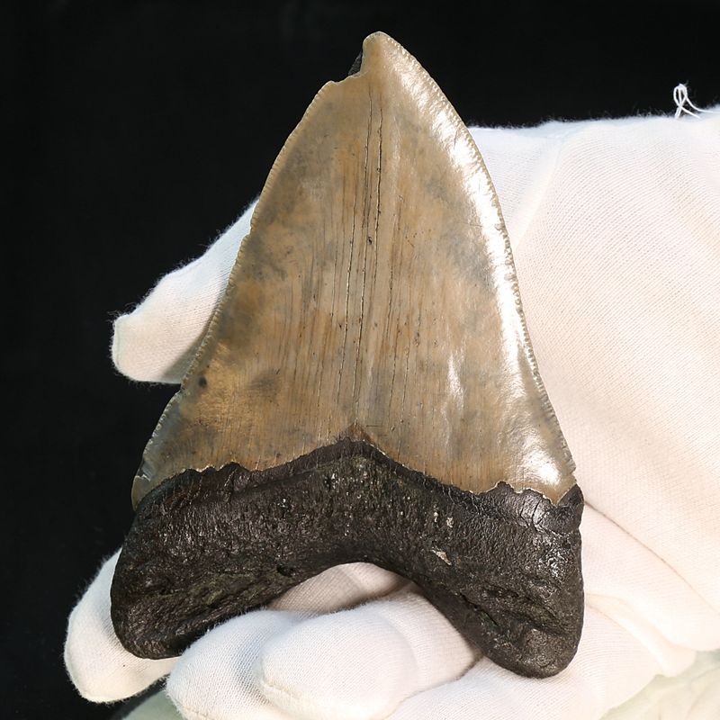 Authentic Megalodon Fossil Tooth