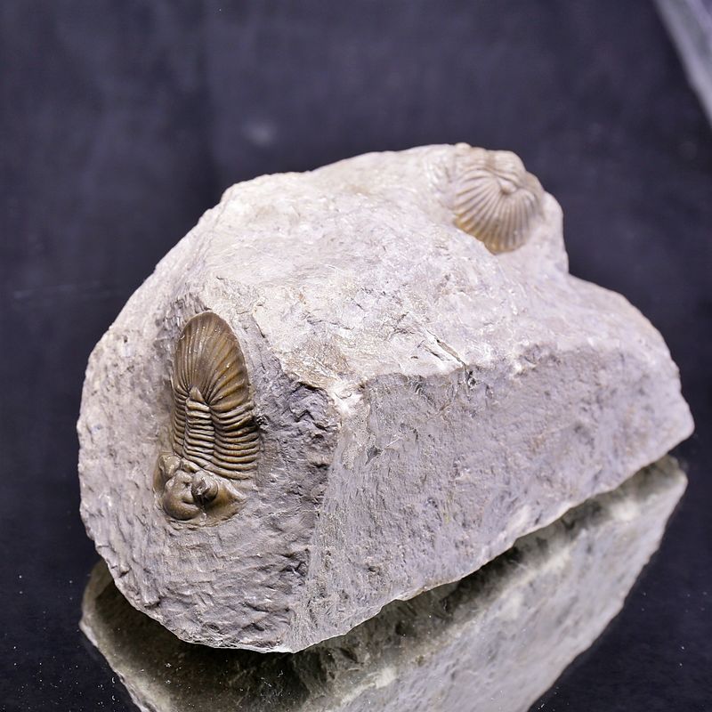 Double Scabriscutellum hammadi Trilobite – Lower Devonian, Morocco