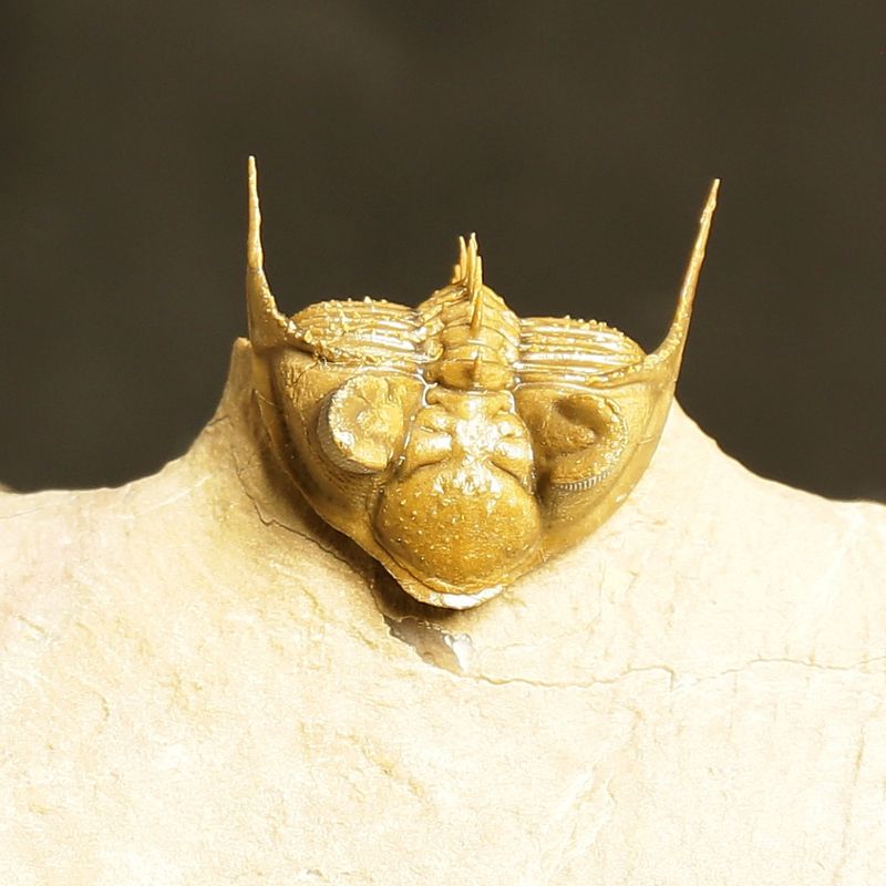 Erbenochile erbeni Trilobite – Tower-Eyed Devonian  (4 cm)