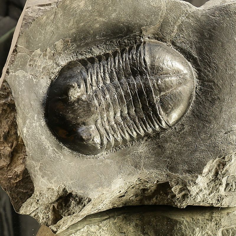 Double Asaphus sarsi Trilobite Plate, Rare Norwegian Ordovician Fossils