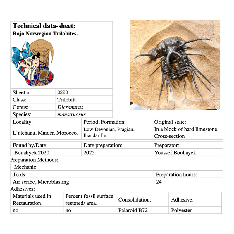 Dicranurus monstruosus from Morocco.