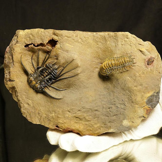 Main Image Devonian Trilobite Association Plate ...