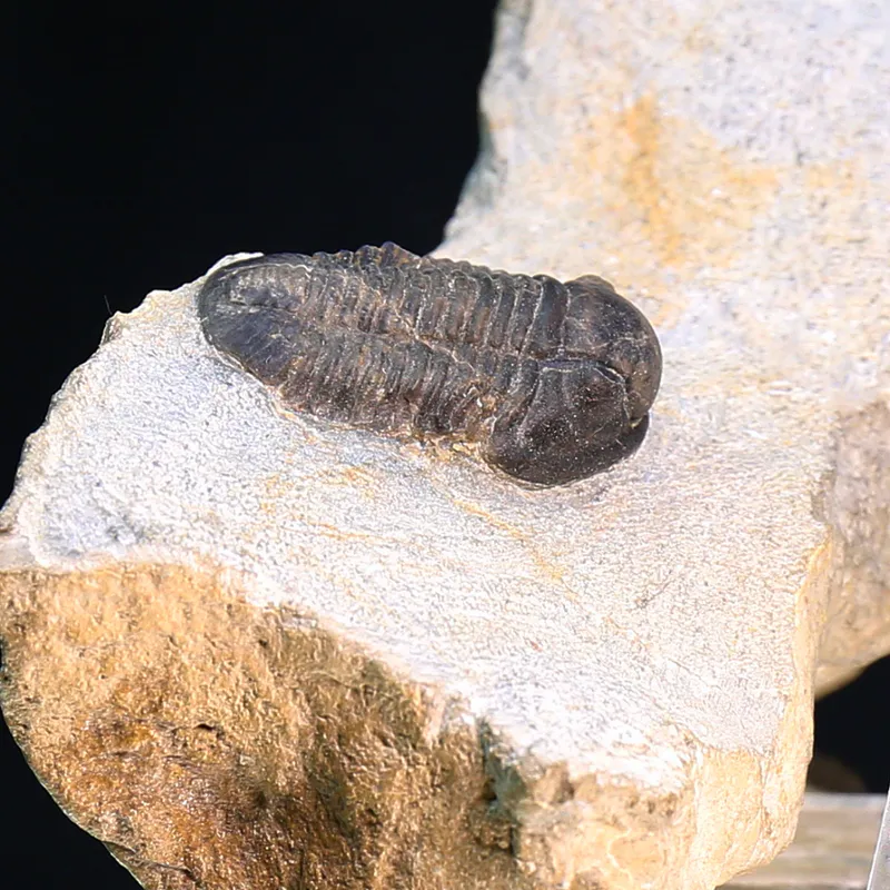 Belgian Trilobite Gerastos Lessensis from Couvin.