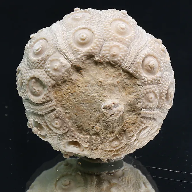 Main Image Fossil sea urchin from Morocco.