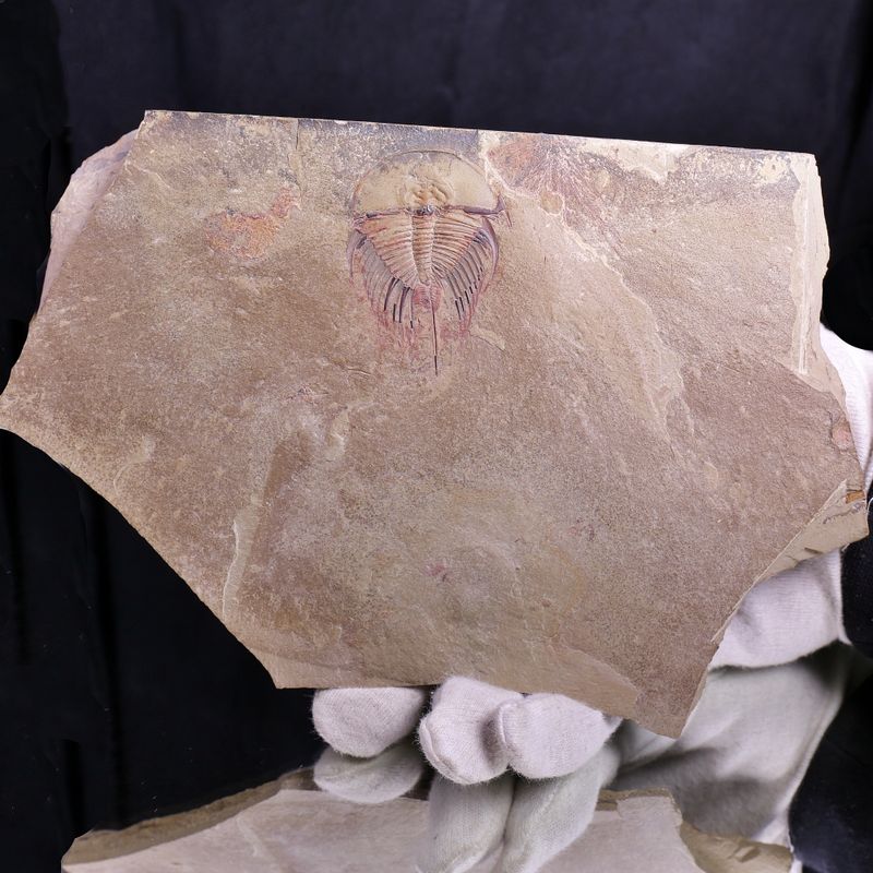 Olenellus fowleri Trilobite – Lower Cambrian, Nevada, (Ex. Ricardo Levi-Setti Collection)