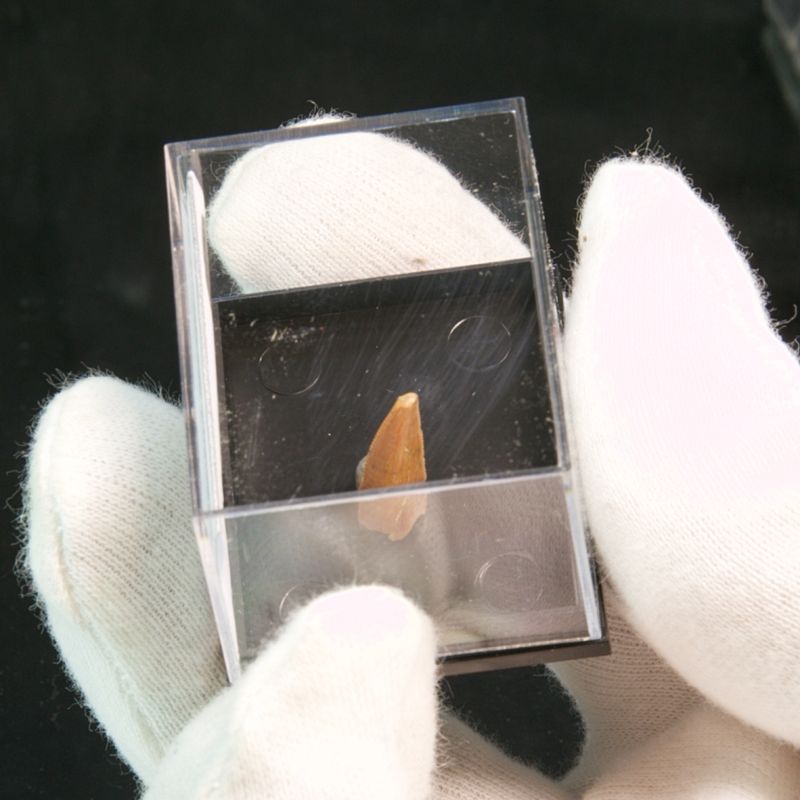 Abelisaurid Dinosaur Tooth 