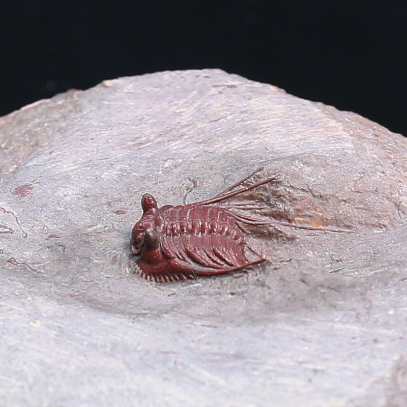  Uncommon red colour Trilobite Kettneraspis from Morocco.