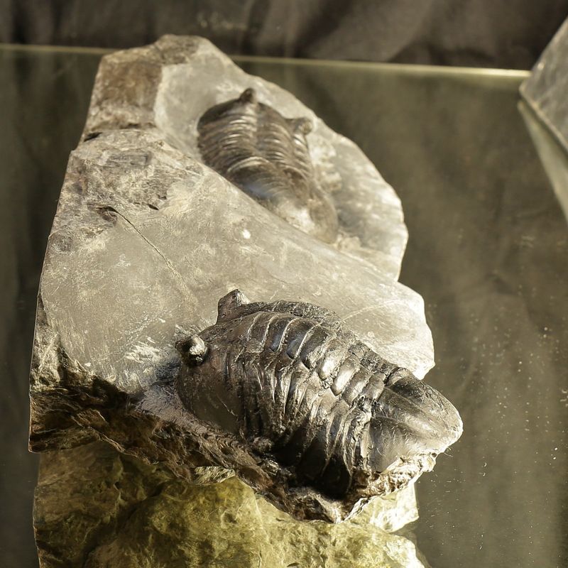 Double Asaphus sarsi Trilobite Plate, Rare Norwegian Ordovician Fossils
